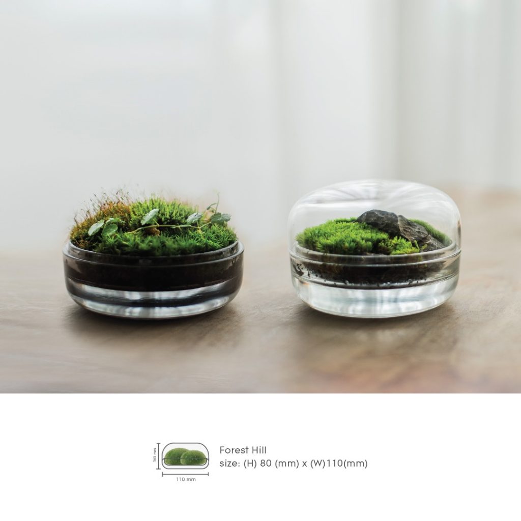 Forest Box Forest in a Bottle Gallery